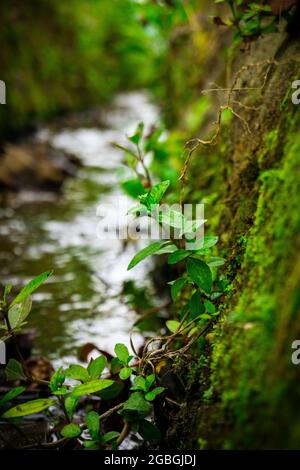 Beautiful small green plant on natural river and clear water Stock Photo