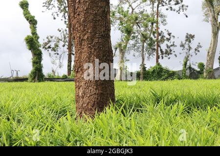 Beautiful agriculture field with Ginger or Zingiber officinale plantation. Tree in between organic ginger farm Stock Photo