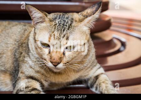 Tabby cat lying on the brown wood table background Stock Photo