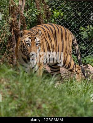Great tiger male in the nature habitat.  Wildlife scene with danger animal. Hot summer in India. Dry area with beautiful indian tiger, Panthera tigris Stock Photo