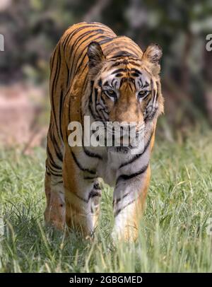 Great tiger male in the nature habitat. Wildlife scene with danger animal. Hot summer in India. Dry area with beautiful indian tiger, Panthera tigris. Stock Photo