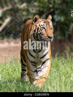Great tiger male in the nature habitat. Wildlife scene with danger animal. Hot summer in India. Dry area with beautiful indian tiger, Panthera tigris. Stock Photo