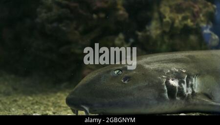 Brownbanded bamboo shark (Chiloscyllium punctatum) lying down on the bottom Stock Photo