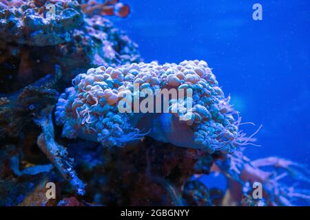 underwater background view of bubble coral (Plerogyra sinuosa) Stock Photo