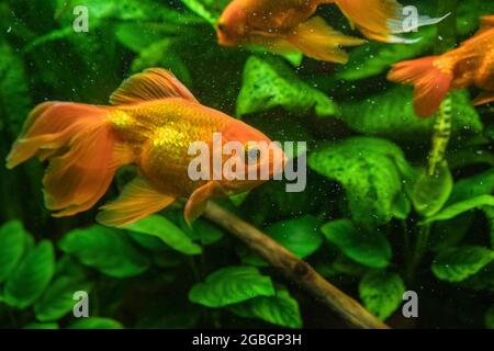 bright goldfishes (carassius auratus) swimming in fishing tank with green sea weeds on background Stock Photo
