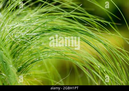 botany, feather grass, Stipa pennata, FOR GREETING/POSTCARD-USE IN GERM.SPEAK.C CERTAIN RESTRICTIONS MAY APPLY Stock Photo