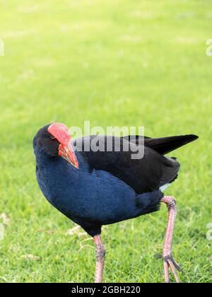 pukeko western purple swamphen Porphyrio porphyrio bird Stock Photo