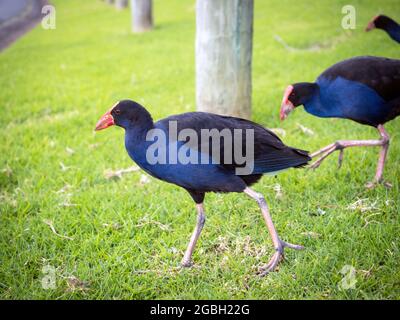 pukeko western purple swamphen Porphyrio porphyrio bird Stock Photo