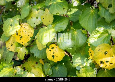 macropiper excelsum (kawakawa) plant Stock Photo