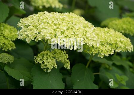 botany, blossom of the smooth hydrangea Annabell, FOR GREETING/POSTCARD-USE IN GERM.SPEAK.C CERTAIN RESTRICTIONS MAY APPLY Stock Photo