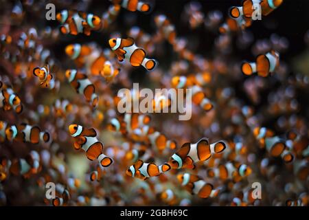 Clown Anemonefish Amphiprion ocellaris Stock Photo