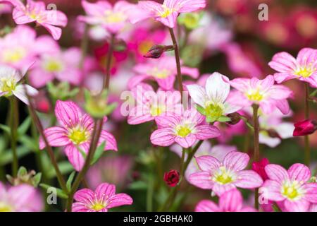 botany, blossom of red mossy saxifrage, Saxifraga arendsii, FOR GREETING/POSTCARD-USE IN GERM.SPEAK.C CERTAIN RESTRICTIONS MAY APPLY Stock Photo