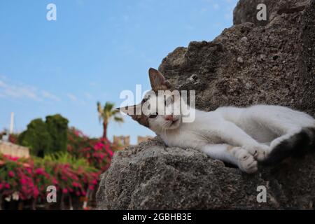 Young Feral Greek Cat Lies Down on Stone in Rhodes Town. Adorable Stray Kitten Rests on Rocky Wall in Greece. Stock Photo