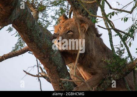 Queen Elizabeth Park, uganda - august 2008 - The famous Lions climbing trees in Queen Elizabeth National Park in Uganda Stock Photo