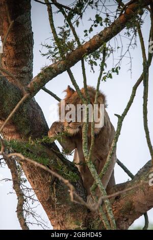 Queen Elizabeth Park, uganda - august 2008 - The famous Lions climbing trees in Queen Elizabeth National Park in Uganda Stock Photo