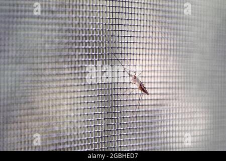 Mosquito closeup anti mosquito insect bug screen Stock Photo