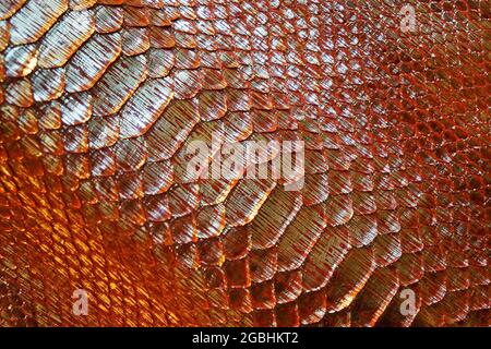 Painted snake skin texture background Stock Photo