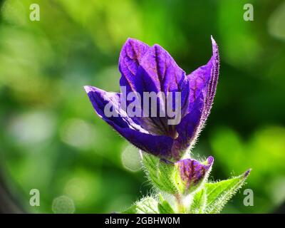 macro of the purple variegated sage (salvia viridis), green blurred background