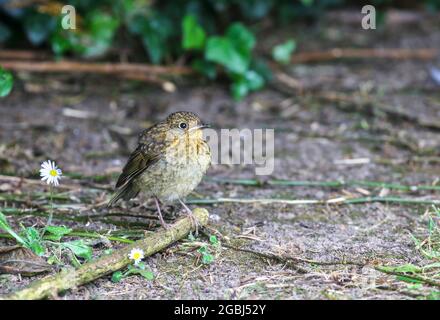 Cute baby robin bird, young fledgling chick, stands on twig on ground beside daisies. European "Erithacus rubecula" with juvenile feathers. Ireland Stock Photo
