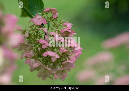 botany, blossom of the panicled hydrangea, Hydrangea paniculata, FOR GREETING/POSTCARD-USE IN GERM.SPEAK.C CERTAIN RESTRICTIONS MAY APPLY Stock Photo