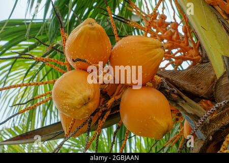 botany, coconut on the tree, Cocos nucifera, FOR GREETING/POSTCARD-USE IN GERM.SPEAK.C CERTAIN RESTRICTIONS MAY APPLY Stock Photo