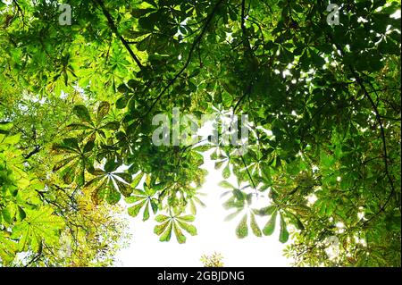 The branches of chestnut trees. Tree of sweet eatable chestnut in latin Castanea Sativa. Landscape with a pure bright mood in green tonality. Nature Stock Photo