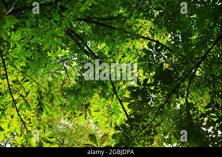 The branches of chestnut trees. Tree of sweet eatable chestnut in latin Castanea Sativa. Landscape with a pure bright mood in green tonality. Nature Stock Photo