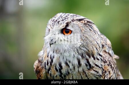 Siberian eagle owl perched head shots Stock Photo