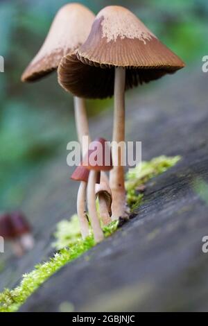 Selective closeup of bleeding fairy helmet (Mycena Haematopus) in a forest Stock Photo