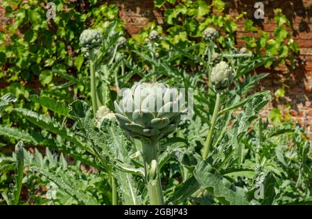 Close up of globe artichoke cardoon artichokes cardoons growing in vegetable garden plot in summer England UK United Kingdom GB Great Britain Stock Photo