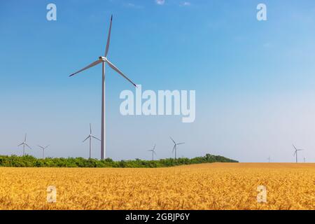 Blue sky and wheat field with wind turbines generating electricity Stock Photo