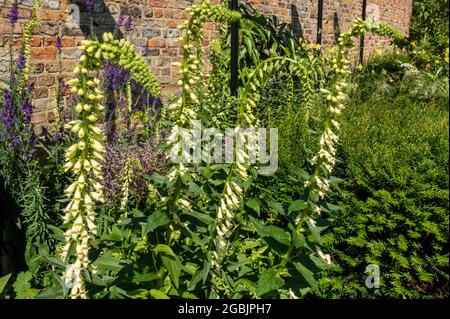 Digitalis lutea straw foxglove foxgloves flowers flower in the garden in summer England UK United Kingdom GB Great Britain Stock Photo