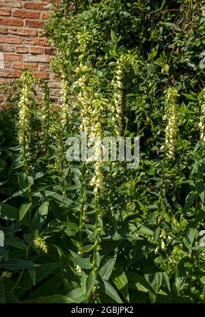 Digitalis lutea straw foxglove foxgloves flowers flower in the garden in summer England UK United Kingdom GB Great Britain Stock Photo