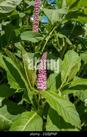 Close up of pink flower flowers of common pokeweed (Phytolacca) in summer England UK United Kingdom GB Great Britain Stock Photo