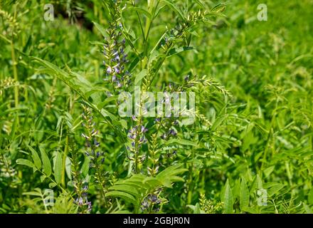 Close up of purple flowers of liquorice plant plants growing in vegetable garden in summer England UK United Kingdom GB Great Britain Stock Photo