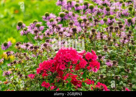 Red Phlox Monarda didyma colorful cottage garden flower bed in July Stock Photo