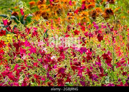 Flowering Tobacco Nicotiana x sanderae 'Crimson Bedder' Rudbeckias flower bed cottage garden flowers in August Stock Photo