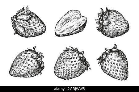 Strawberry set. Hand drawn engraving style vector illustration Stock Vector