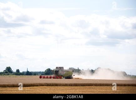 Oldenswort, Germany. 04th Aug, 2021. A combine harvester is driven across a field harvesting grain. Credit: Daniel Bockwoldt/dpa/Alamy Live News Stock Photo
