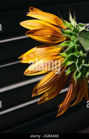 close-up image of an orange sunflower from behind with hard natural light and black background with white lines Stock Photo