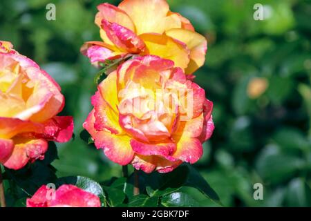 Belles Rives flower head of a rose in de Guldemondplantsoen Rosarium in ...