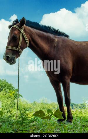 A beautiful dark red or brown horse eats grass on green grass and white clouds cover the blue sky in its background Stock Photo
