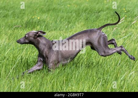 Italian Greyhound / Piccolo levriero Italiano / Italian Sighthound, smallest dog breed of the sighthounds running in field Stock Photo