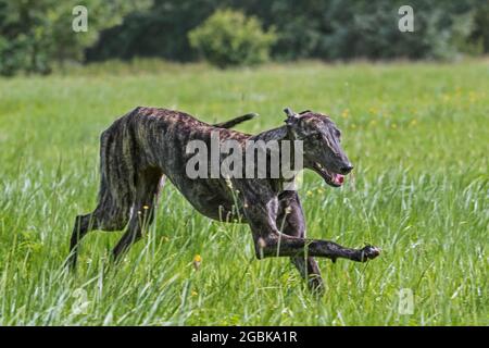 Brindled rough-coated Galgo Español / barcino Spanish galgo / atigrado Spanish sighthound, dog breed of the sighthounds running in field Stock Photo