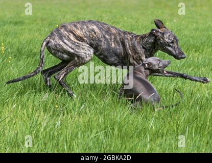 Brindled rough-coated Galgo Español / barcino Spanish galgo / Spanish sighthound and Italian Greyhound / Piccolo levriero Italiano running in field Stock Photo