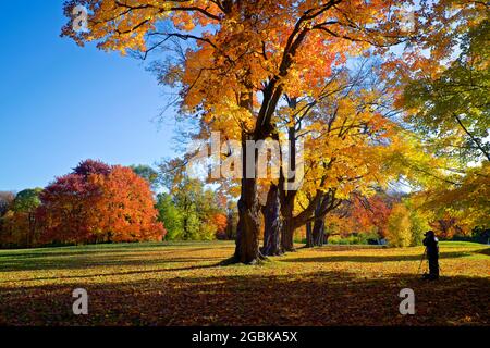 Photographer taking a photo of the maple trees with leaves covered the ground in a public park Stock Photo