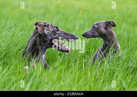 Brindled rough-coated Galgo Español / barcino Spanish galgo / Spanish sighthound and Italian Greyhound / Piccolo levriero Italiano in field Stock Photo