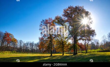 Sunlight Streaming Through Trees In the park During Autumn Stock Photo
