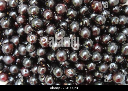 A Closeup on Ripe Wild Black Cherries Stock Photo