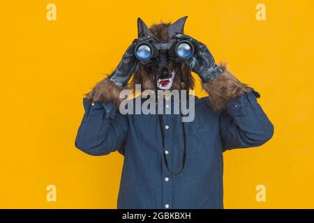 On a yellow background there is a werewolf dressed in a blue shirt is looking through binoculars towards the front. Stock Photo